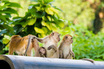 Cute monkey on Tioman island