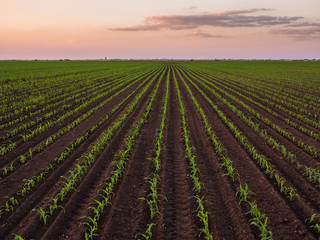 Green corn maize plants on a field. Agricultural landscape
