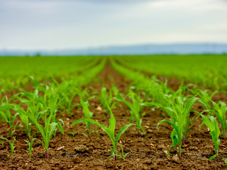 Green corn maize plants on a field. Agricultural landscape
