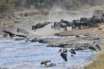 Voyage Afrique