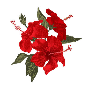 Hibiscus clip art preview