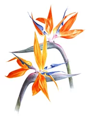 Fotobehang Strelitzia Aquarel strelitzia - paradijsvogel - bloemen