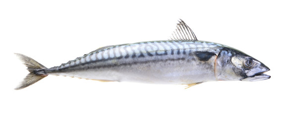 Fish mackerel