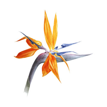 Watercolor Bird Of Paradise Flower