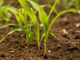 Green corn maize plants on a field. Agricultural landscape © oticki