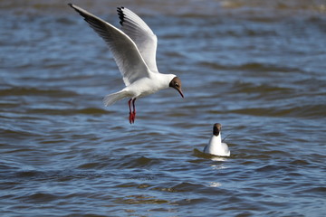 junge Lachmöwe an der Ostsee beim Fische fangen