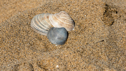 Shells on the golden beach of Lignano Sabbiadoro