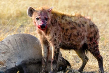 Fotobehang Hyena Afrika reizen  © Julien