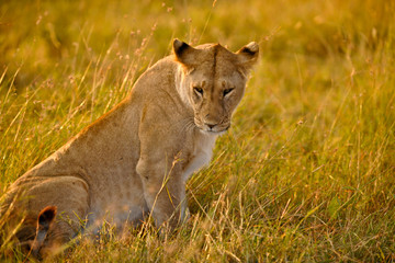 Voyage Afrique
