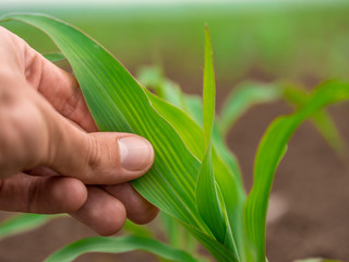 Green corn maize plants on a field. Agricultural landscape