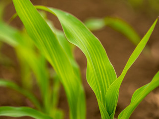Green corn maize plants on a field. Agricultural landscape