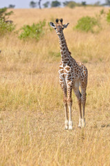 Voyage Afrique
