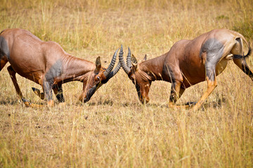 Obraz premium Voyage Afrique