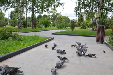 picture of a flying flock of pigeons in Izhevsk