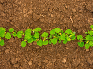 Green ripening soybean field, agricultural landscape