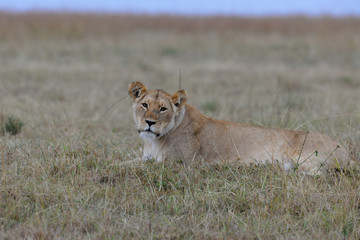 Voyage Afrique