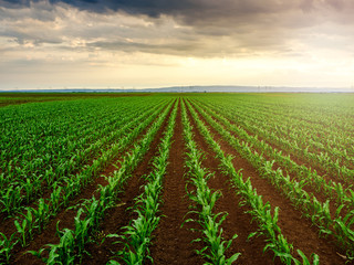 Green corn maize plants on a field. Agricultural landscape - obrazy, fototapety, plakaty