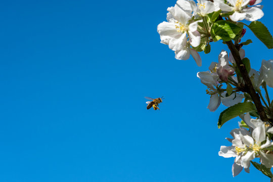 Wild honeybee hovering next to apple blossom flowers against blue sky, beautiful wildlife nature scene.