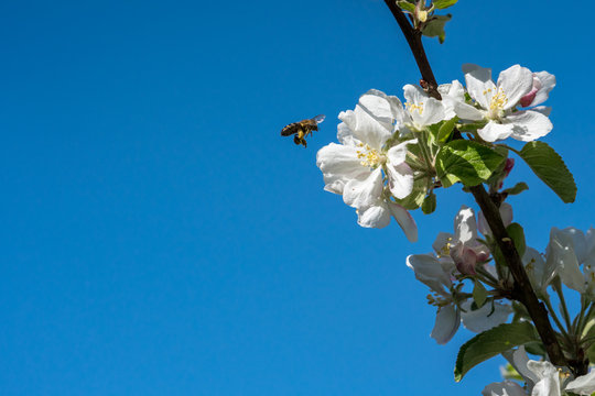 Wild honeybee hovering next to apple blossom flowers against blue sky, beautiful wildlife nature scene.