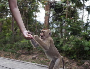 Monkey feeding at Monkey Hill, Phuket, Thailand