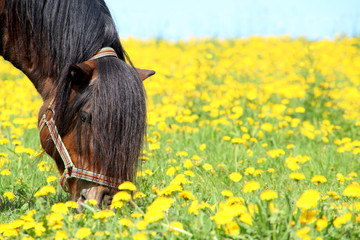 Shetland pony stallion at pasture at spring time.