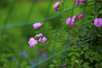 A blooming rose, in the garden