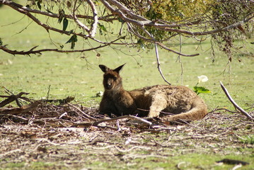 CANGURO
