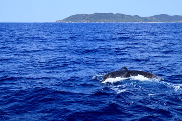 慶良間諸島とザトウクジラ