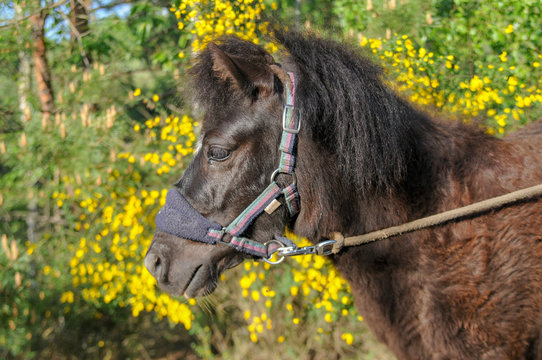 pferd pony fiunkel braun portrait gesicht augen ohren