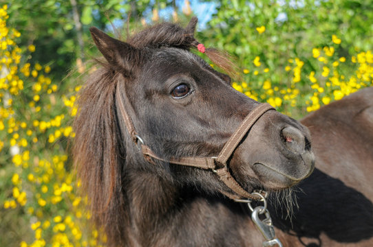 pferd pony fiunkel braun portrait gesicht augen ohren