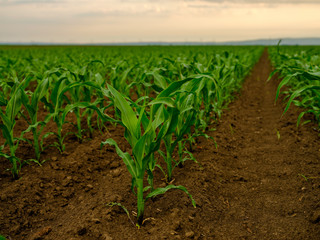 Green corn maize plants on a field. Agricultural landscape © oticki