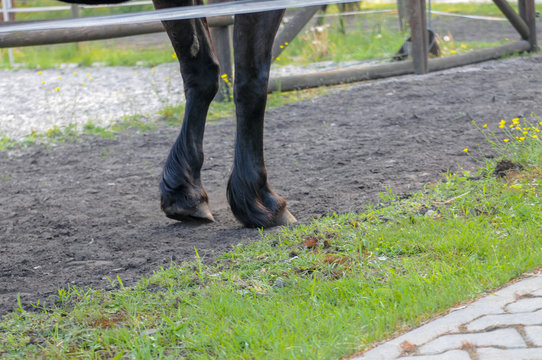 pferd huf hufe detail