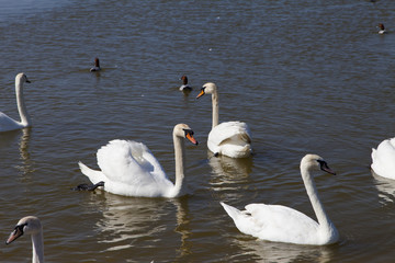 Swans on the lake