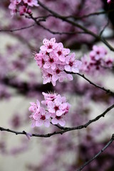 Japanische Kirschblüten