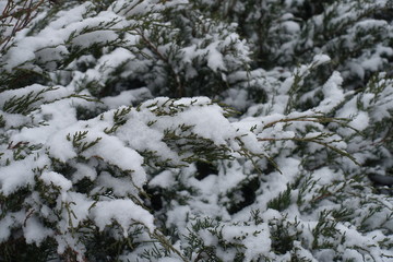 Fototapeta na wymiar Juniperus sabina covered with snow in winter