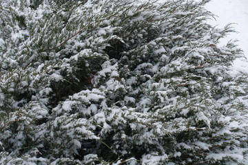 Savin juniper covered with snow in winter