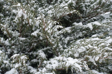 Shoots of savin juniper covered with snow in winter