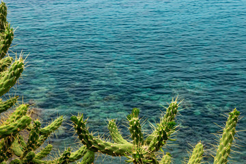 Cacti and flowers on the background of the blue sea.Greece. Concept- vacation, tourism, travel.