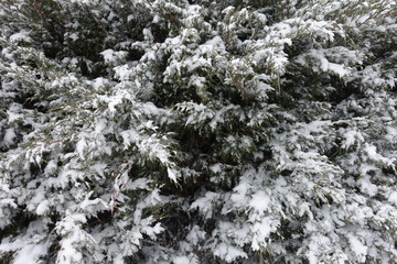Slender shoots of savin juniper covered with snow in winter