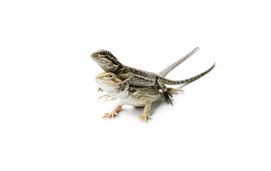 Agama. Two baby Bearded Dragons on white background.