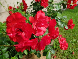 Flower,farm,farmaland,orhid,decoration,colour,furniture,