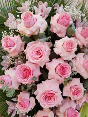 Flower,farm,farmaland,orhid,decoration,colour,furniture,