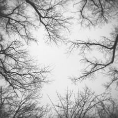 Fototapeta na wymiar Surrounded by trees