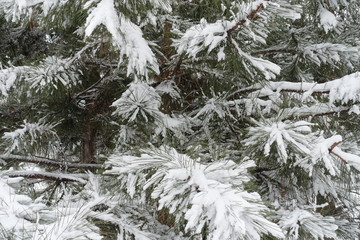 Branches of pines covered with snow in winter