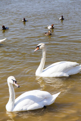 Swans on the lake