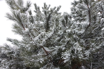 Evergreen foliage of pine covered with snow in winter