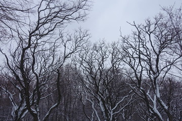 Bare branches of Robinia pseudoacacia umbraculifera covered with snow