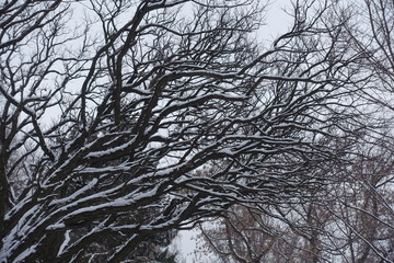 Fototapeta na wymiar Naked branches of Robinia pseudoacacia umbraculifera covered with snow