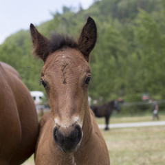 Portrait of a bay or chestnut foal
