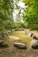 Vue en forêt